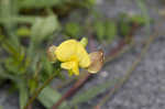 Hairy cowpea